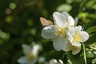 Plum Fritillary (Satyrium pruni) on flower of sweet mock-orange (Philadelphus coronarius), Germany,