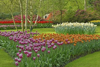 Tulips (Tulipa) and daffodils (Narcissus) at Keukenhof, Lisse, South Holland