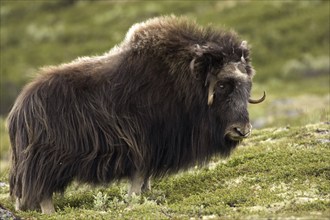 Musk ox, (Ovibos moschatus), Scandinavia