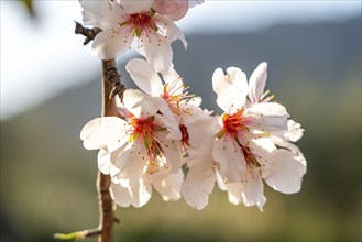 Almond blossom on Majorca, from January to March many hundreds of thousands of almond trees blossom