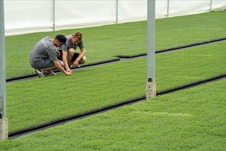 Horticultural nursery, cuttings, lavender plants, Lavandula angustifolia, in the propagation house,