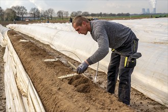 Asparagus harvest in the Rhineland, asparagus pickers at work in an asparagus field covered with