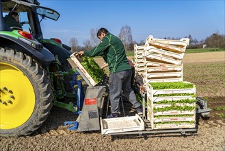 Agriculture, herb gardening, parsley is planted in rows in a field with a planting machine