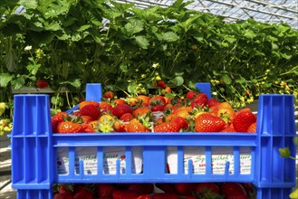 Freshly harvested strawberries, packed in boxes and crates for the consumer, strawberry cultivation