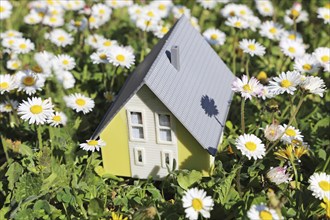 Symbolic image: Model house in a lush meadow with daisies