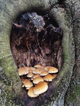 Golden scalycap (Pholiota aurivella) on a beech tree (Fagus sylvatica), Sababurg primeval forest,