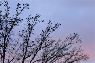 Starlings gather in treetops at dusk, Switzerland, Europe