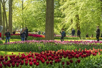 The Keukenhof, gardens, amusement park, spring park, spring flower show, near Lisse, South Holland,