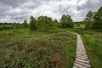 The High Fens, Brackvenn, raised bog, wooden plank hiking trail, in Wallonia, Belgium, on the