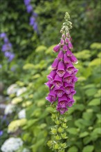 Foxglove (Digitalis purpurea), North Rhine-Westphalia, Germany, Europe