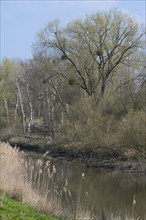 Alluvial forest, softwood floodplain on the Aller, in spring, Lower Saxony, Germany, Europe