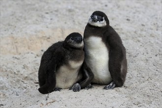 African penguin (Spheniscus demersus), two juveniles, Boulders Beach, Simonstown, Western Cape,