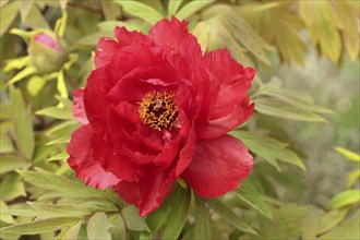 Peony (Paeonia Hybride), blooming, flower, Elllerstadt, Germany, Europe