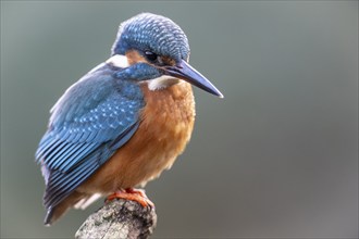 Common kingfisher (Alcedo atthis), Emsland, Lower Saxony, Germany, Europe