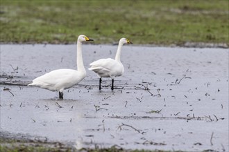 Whooper swans (Cygnus cygnus), Emsland, Lower Saxony, Germany, Europe