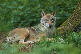 Gray wolf (Canis lupus) lying on a tree trunk in the forest, summer, Germany, Europe