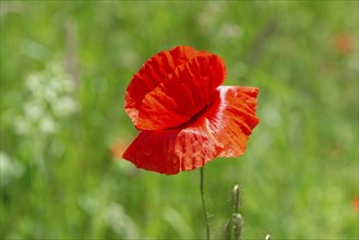 Poppy flower (Papaver rhoeas), Franconia, Bavaria, Germany, Europe