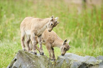 Alpine ibex (Capra ibex) youngsters, standing on a rock, wildlife Park Aurach near Kitzbuehl,