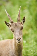 Alpine ibex (Capra ibex) female, portrait, wildlife Park Aurach near Kitzbuehl, Austria, Europe