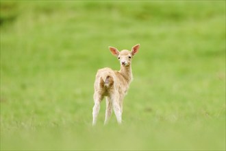 European fallow deer (Dama dama) fawn standing on a meadow, tirol, Kitzbühel, Wildpark Aurach,