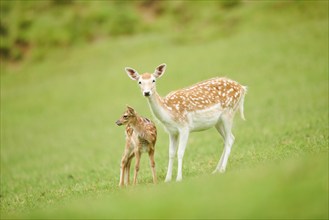 European fallow deer (Dama dama) mother with her fawn standing on a meadow, tirol, Kitzbühel,