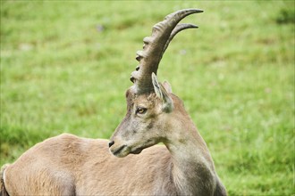 Alpine ibex (Capra ibex) male, portrait, wildlife Park Aurach near Kitzbuehl, Austria, Europe