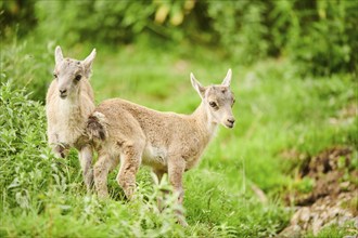 Alpine ibex (Capra ibex) youngsters standing on a meadow, wildlife Park Aurach near Kitzbuehl,