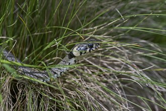 Grass snake (Natrix natrix), Bavaria, Germany, Europe