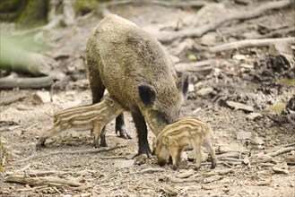 Wild boar (Sus scrofa) mother with its squeaker in a forest, Bavaria, Germany, Europe