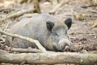 Wild boar (Sus scrofa) lying in a forest, Bavaria, Germany, Europe