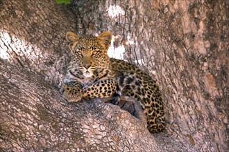 Leopard, Panthera pardus, Botsuana, Botsuana, Botsuana