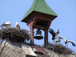 Storks in a nest on the stork tower in Zelt am Hammersbach. The stork tower is the town's landmark,