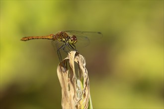 Common darter dragonfly (Sympetrum striolatum) adult female insect resting on a garden plant,