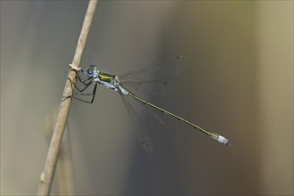 Emerald damselfly (Lestes sponsa) adult male insect resting on a plant stem, Suffolk, England,