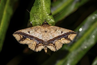 Patterned brown moth, sitting on a leaf, at night in the tropical rainforest, Refugio Nacional de