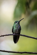 Green-crowned brilliant (Heliodoxa jacula) sitting on a branch, Monteverde Cloud Forest, Monte