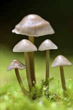 Bonnets (Mycena) in moss, fruiting body, Arnsberg Forest nature park Park, North Rhine-Westphalia,