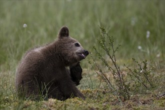 European brown bear, Karelia, Finland, Europe