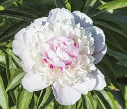 Pink peony flower in a botanical garden