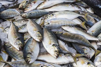 Freshly caught mackerel on ice in the market