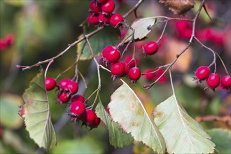 Bright red hawthorn berries in the botanical garden