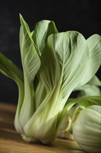 Fresh green bok choy or pac choi chinese cabbage on a gray wooden background. Hard light, contrast,