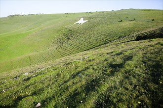 White horse figure carved in chalk scarp slope at Alton Barnes, Wiltshire, England, United Kingdom,