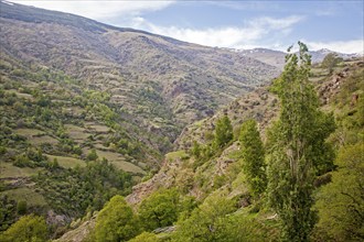 Landscape of the River Rio Poqueira gorge valley, High Alpujarras, Sierra Nevada, Granada Province,