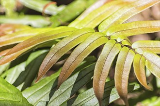 Red-green fern in the jungle.Malaysia