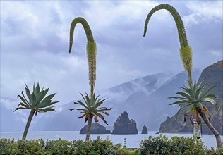 Porto Moniz, north-west of Madeira Island, natural volcanic basin, view of Praia da Ribeira da