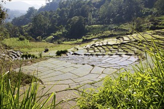 Paddy field rice farming terraces, Ella, Badulla District, Uva Province, Sri Lanka, Asia