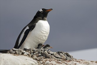 Gentoo Penguin (Pygoscelis papua) with chicks on nest in rookery at Petermann Island, Antarctica