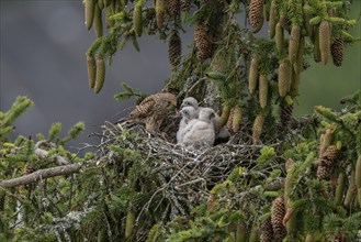 Common kestrel (Falco tinnunculus), female adult bird feeding young birds not yet ready to fly in