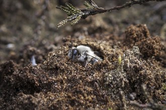 A willow sand bee in the Hohe Ward nature reserve in Münster, 08/04/2024